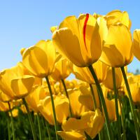 /photo/574185/ooo/tulips_1_1_small.jpg